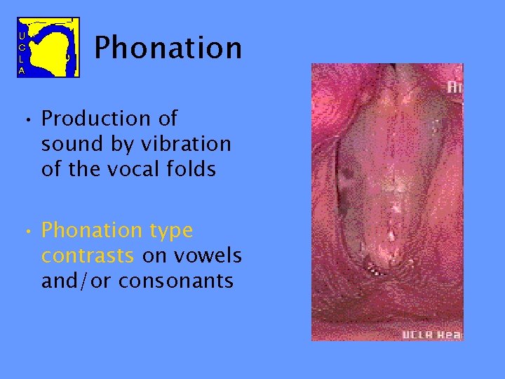 Phonation • Production of sound by vibration of the vocal folds • Phonation type