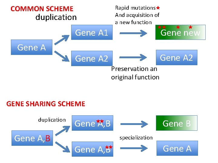 COMMON SCHEME duplication Gene A Rapid mutations And acquisition of a new function Gene