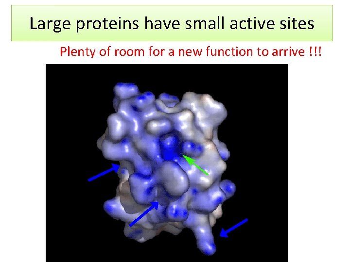 Large proteins have small active sites Plenty of room for a new function to