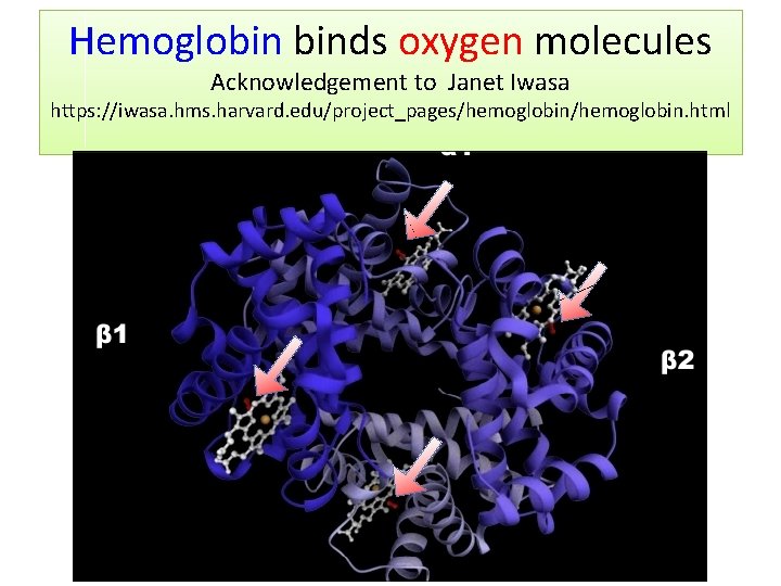 Hemoglobin binds oxygen molecules Acknowledgement to Janet Iwasa https: //iwasa. hms. harvard. edu/project_pages/hemoglobin. html