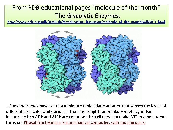 From PDB educational pages “molecule of the month” The Glycolytic Enzymes. http: //www. pdb.