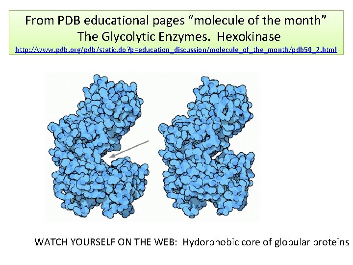 From PDB educational pages “molecule of the month” The Glycolytic Enzymes. Hexokinase http: //www.