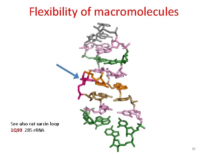 Flexibility of macromolecules See also rat sarcin loop 1 Q 93 28 S r.