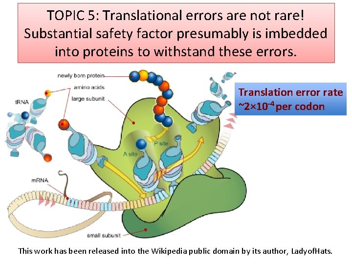 TOPIC 5: Translational errors are not rare! Substantial safety factor presumably is imbedded into
