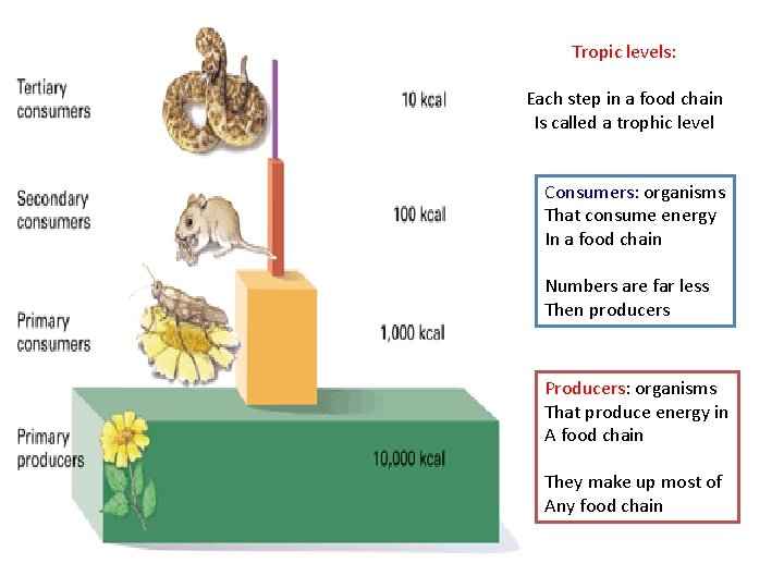 Tropic levels: Each step in a food chain Is called a trophic level Consumers: