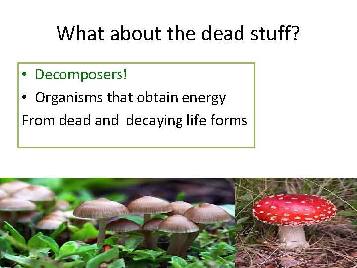 What about the dead stuff? • Decomposers! • Organisms that obtain energy From dead