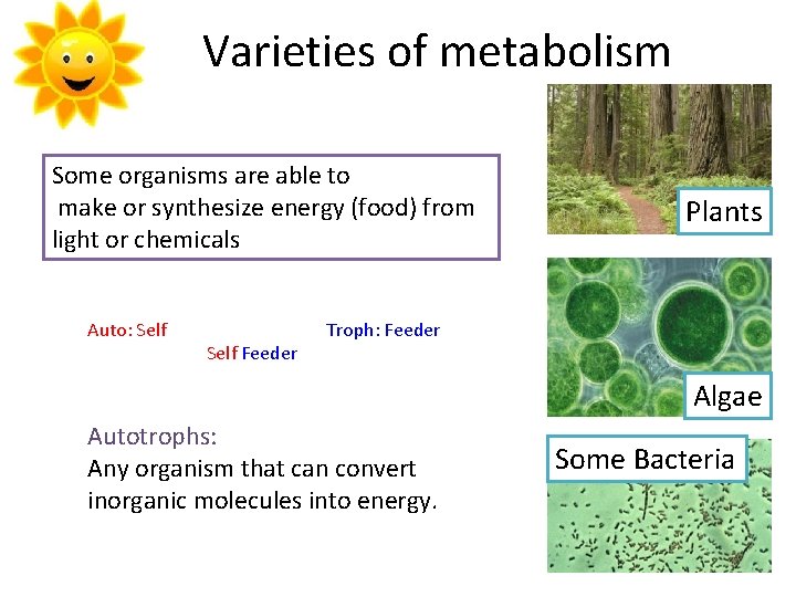Varieties of metabolism Some organisms are able to make or synthesize energy (food) from