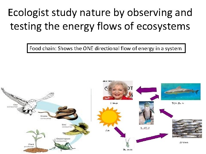 Ecologist study nature by observing and testing the energy flows of ecosystems Food chain: