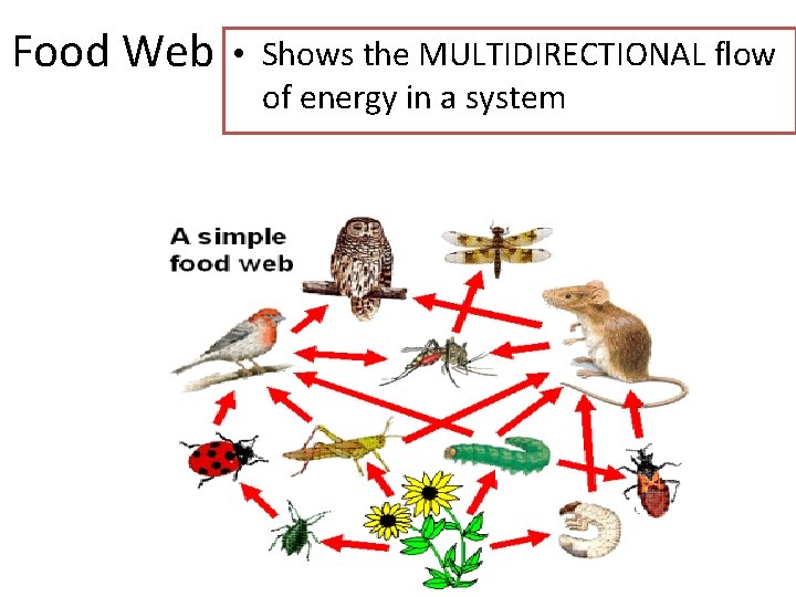 Food Web • Shows the MULTIDIRECTIONAL flow of energy in a system 
