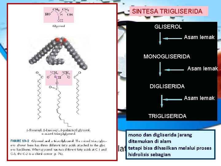 SINTESA TRIGLISERIDA GLISEROL Asam lemak MONOGLISERIDA Asam lemak DIGLISERIDA Asam lemak TRIGLISERIDA mono dan