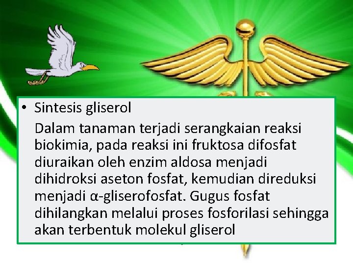  • Sintesis gliserol Dalam tanaman terjadi serangkaian reaksi biokimia, pada reaksi ini fruktosa