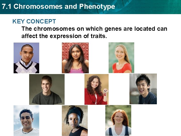 7. 1 Chromosomes and Phenotype KEY CONCEPT The chromosomes on which genes are located