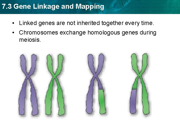 7. 3 Gene Linkage and Mapping • Linked genes are not inherited together every