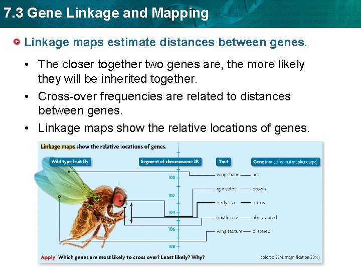 7. 3 Gene Linkage and Mapping Linkage maps estimate distances between genes. • The