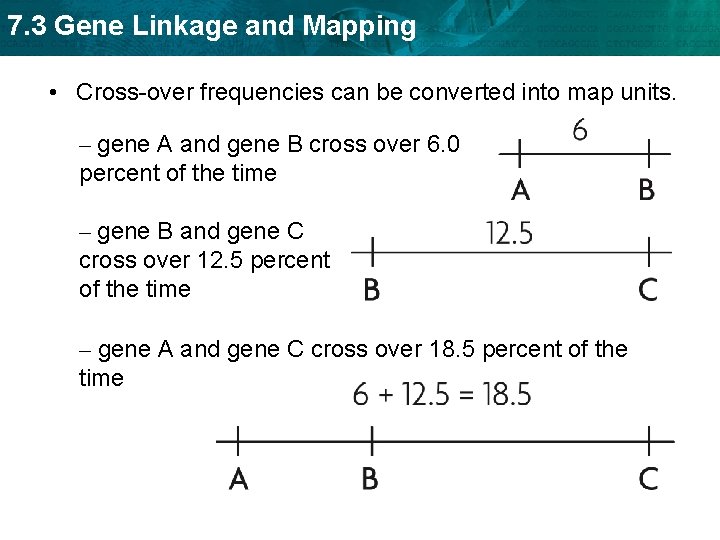 7. 3 Gene Linkage and Mapping • Cross-over frequencies can be converted into map