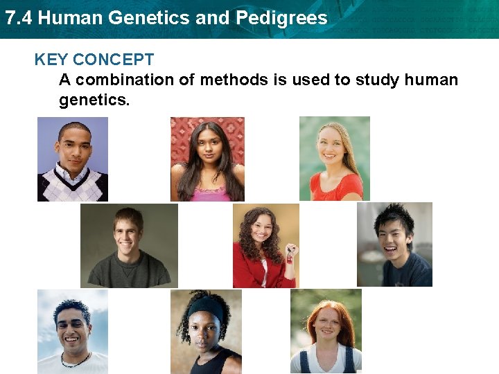 7. 4 Human Genetics and Pedigrees KEY CONCEPT A combination of methods is used