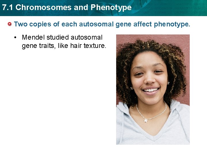 7. 1 Chromosomes and Phenotype Two copies of each autosomal gene affect phenotype. •