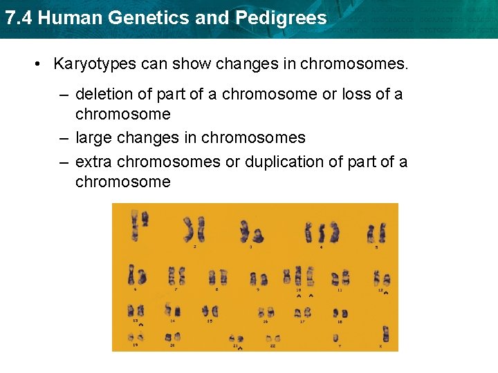 7. 4 Human Genetics and Pedigrees • Karyotypes can show changes in chromosomes. –