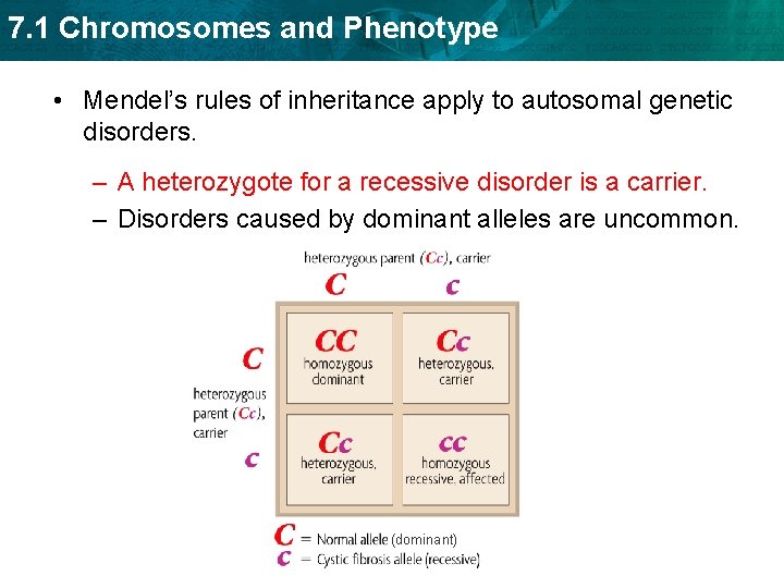 7. 1 Chromosomes and Phenotype • Mendel’s rules of inheritance apply to autosomal genetic