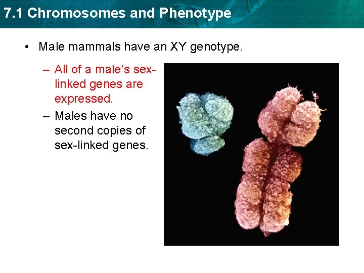 7. 1 Chromosomes and Phenotype • Male mammals have an XY genotype. – All
