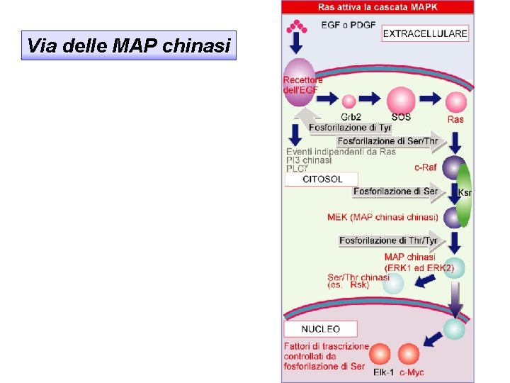 Via delle MAP chinasi 