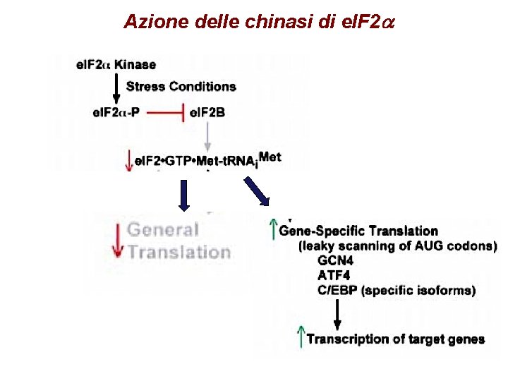 Azione delle chinasi di e. IF 2 a 