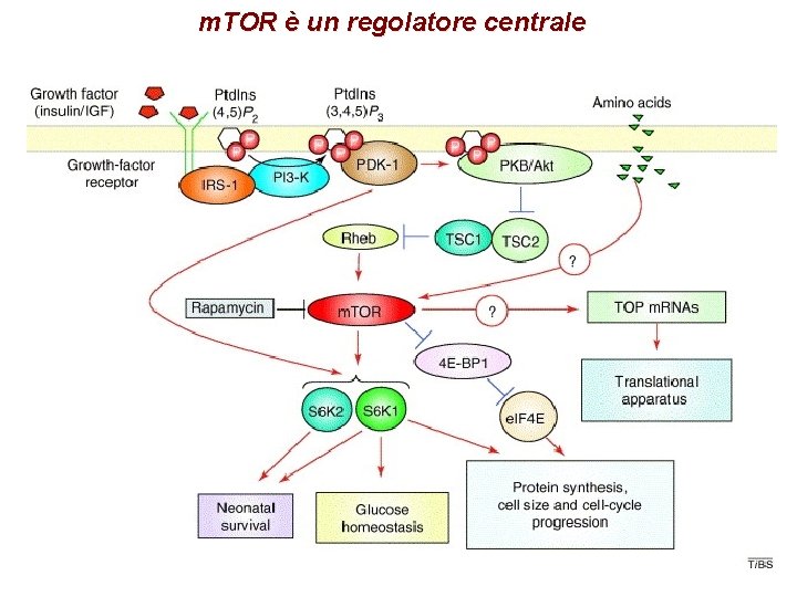 m. TOR è un regolatore centrale 
