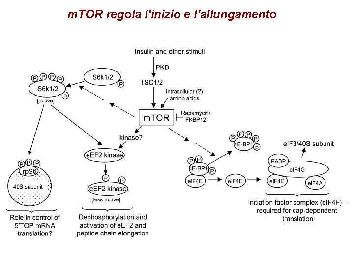 m. TOR regola l'inizio e l'allungamento 