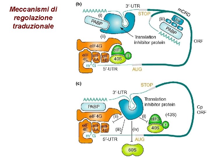 Meccanismi di regolazione traduzionale 