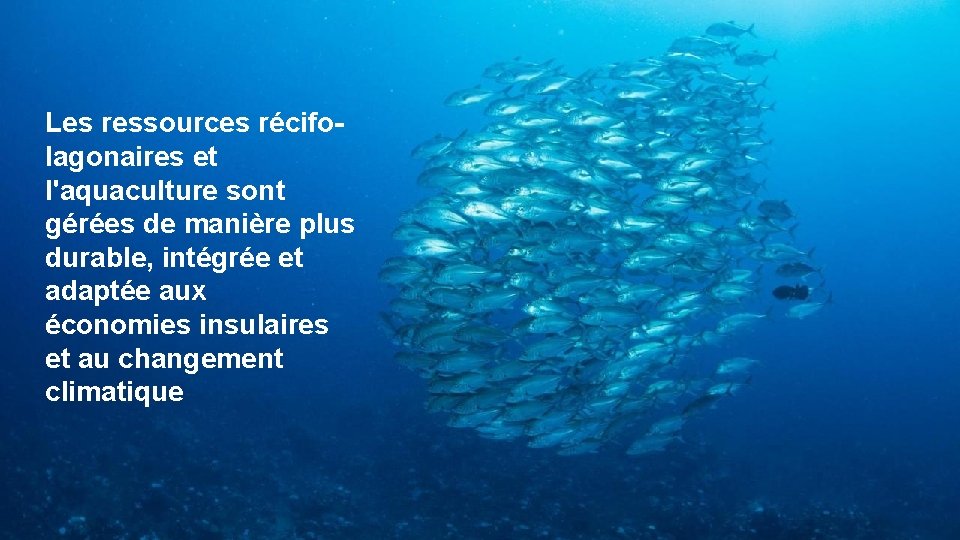 Les ressources récifolagonaires et l'aquaculture sont gérées de manière plus durable, intégrée et adaptée