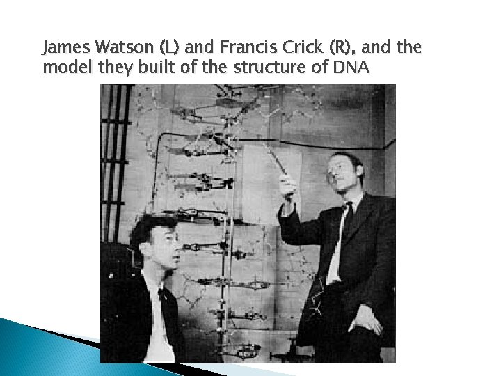 James Watson (L) and Francis Crick (R), and the model they built of the