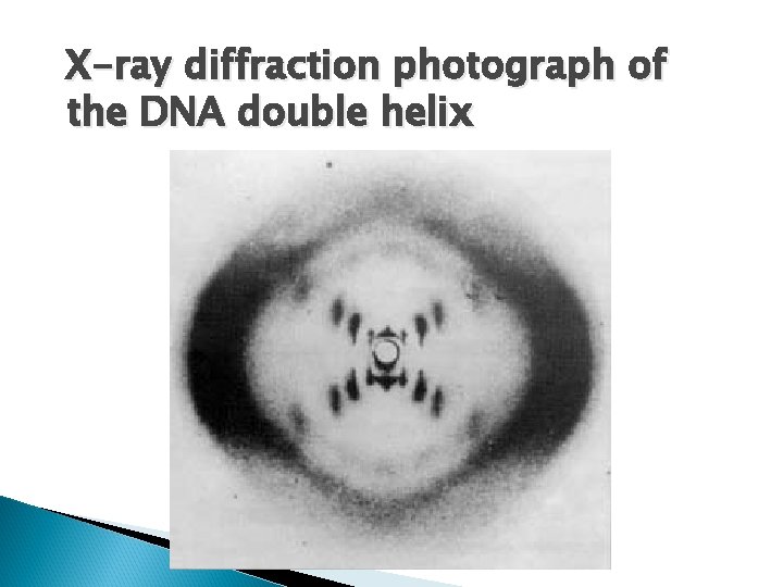 X-ray diffraction photograph of the DNA double helix 