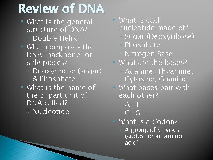 Review of DNA What is the general structure of DNA? ◦ Double Helix What