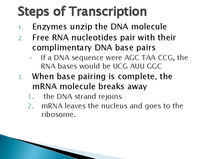 Steps of Transcription 1. 2. Enzymes unzip the DNA molecule Free RNA nucleotides pair
