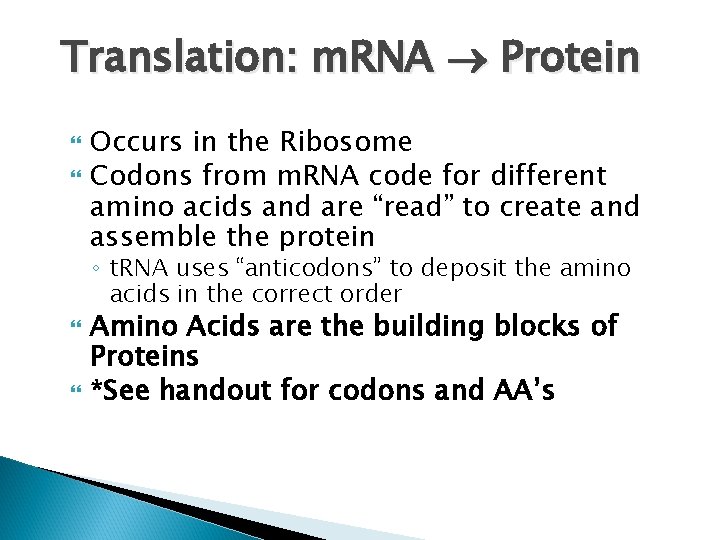 Translation: m. RNA Protein Occurs in the Ribosome Codons from m. RNA code for