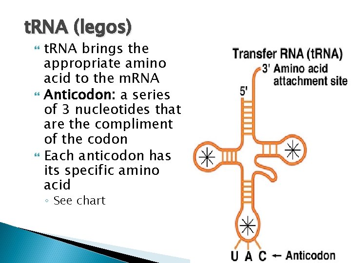 t. RNA (legos) t. RNA brings the appropriate amino acid to the m. RNA