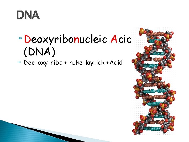 DNA Deoxyribonucleic (DNA) Acid Dee-oxy-ribo + nuke-lay-ick +Acid 
