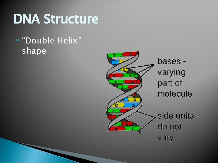 DNA Structure “Double Helix” shape 
