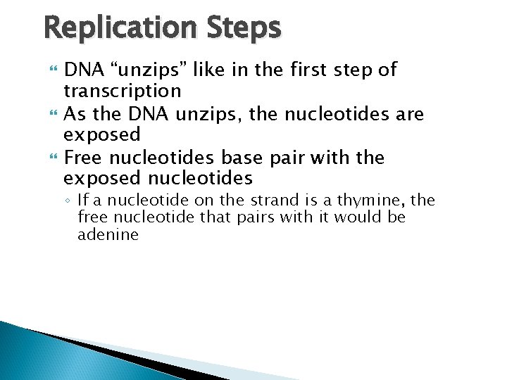 Replication Steps DNA “unzips” like in the first step of transcription As the DNA