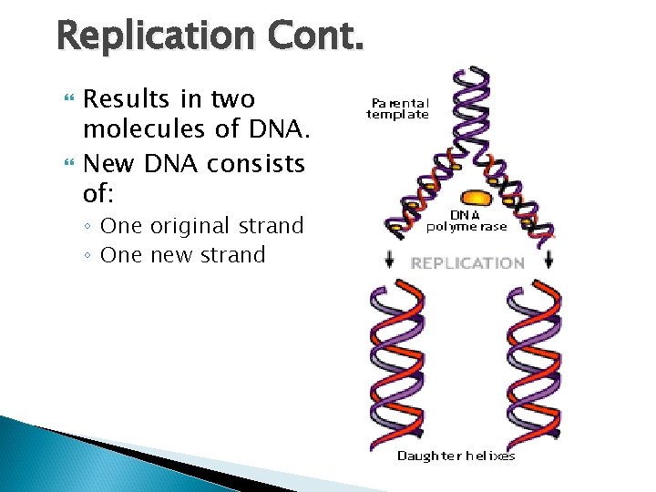 Replication Cont. Results in two molecules of DNA. New DNA consists of: ◦ One
