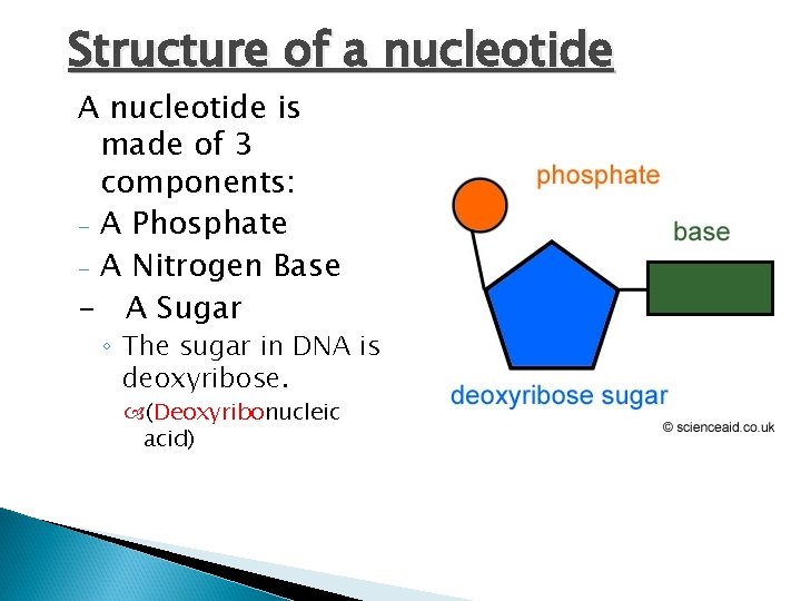 Structure of a nucleotide A nucleotide is made of 3 components: - A Phosphate