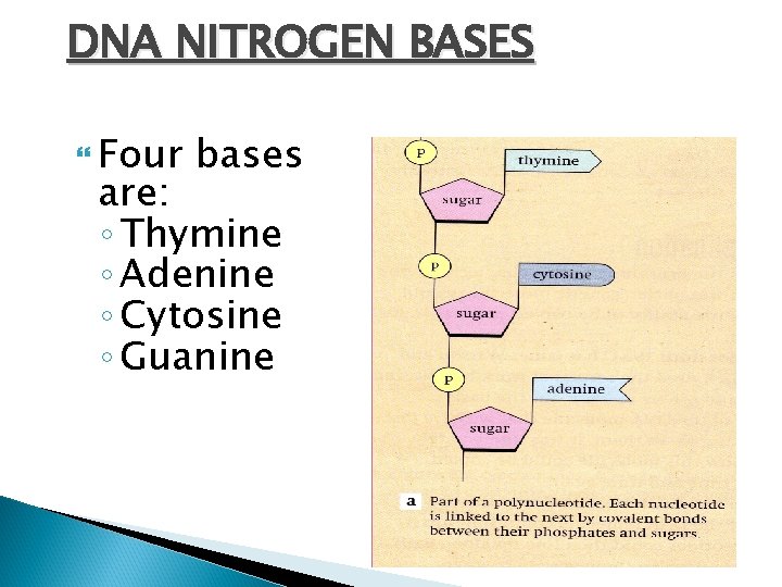 DNA NITROGEN BASES Four bases are: ◦ Thymine ◦ Adenine ◦ Cytosine ◦ Guanine