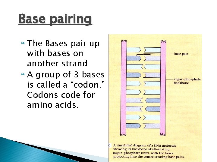 Base pairing The Bases pair up with bases on another strand A group of