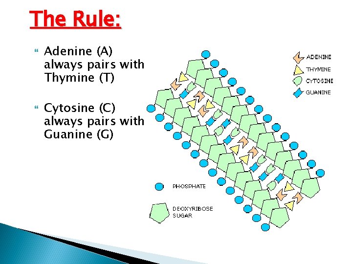 The Rule: Adenine (A) always pairs with Thymine (T) Cytosine (C) always pairs with