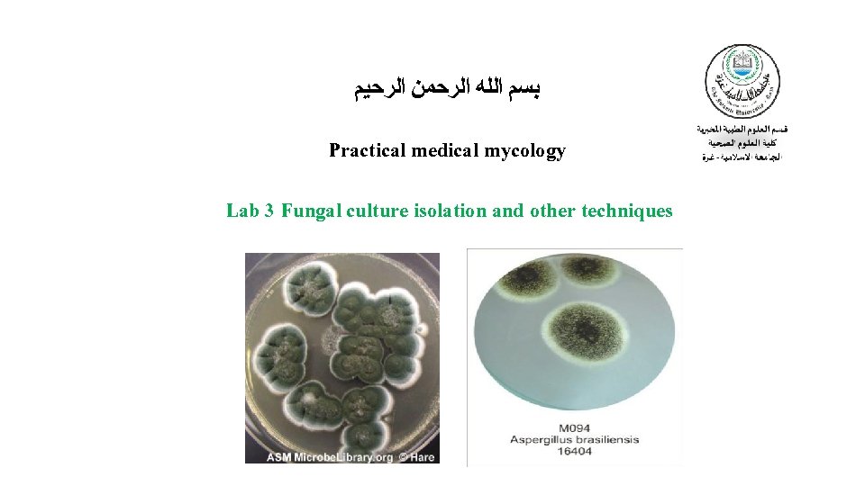  ﺑﺴﻢ ﺍﻟﻠﻪ ﺍﻟﺮﺣﻤﻦ ﺍﻟﺮﺣﻴﻢ Practical medical mycology Lab 3 Fungal culture isolation and