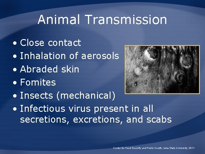 Animal Transmission • Close contact • Inhalation of aerosols • Abraded skin • Fomites