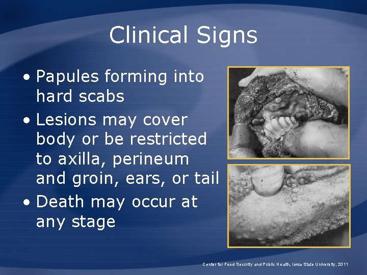 Clinical Signs • Papules forming into hard scabs • Lesions may cover body or