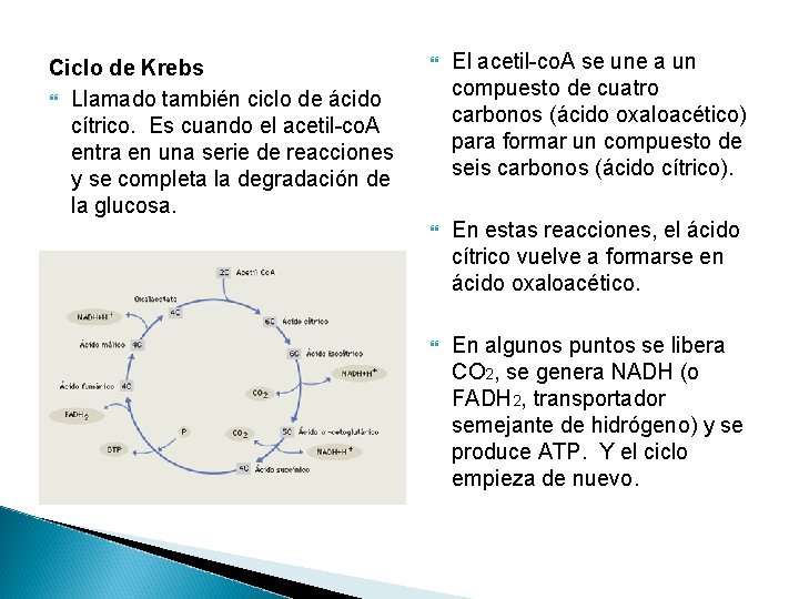 Ciclo de Krebs Llamado también ciclo de ácido cítrico. Es cuando el acetil-co. A