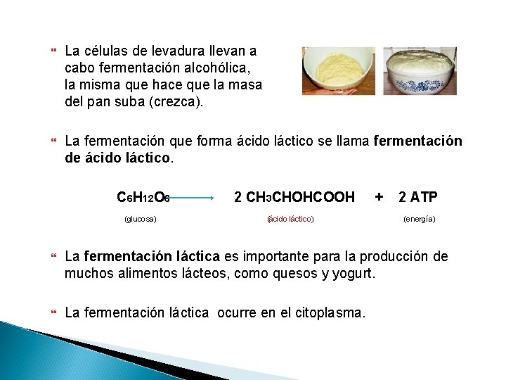  La células de levadura llevan a cabo fermentación alcohólica, la misma que hace