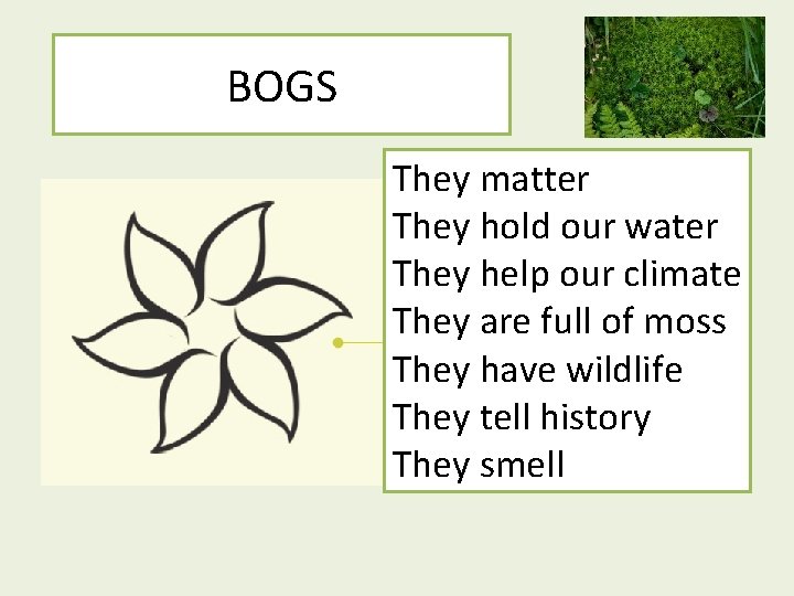 BOGS They matter They hold our water They help our climate They are full